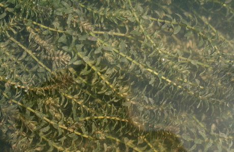 Kanadische Wasserpest (Elodea canadensis) - © Emanuel Trummer